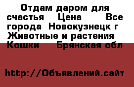 Отдам даром для счастья. › Цена ­ 1 - Все города, Новокузнецк г. Животные и растения » Кошки   . Брянская обл.